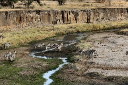 zebra near mountains