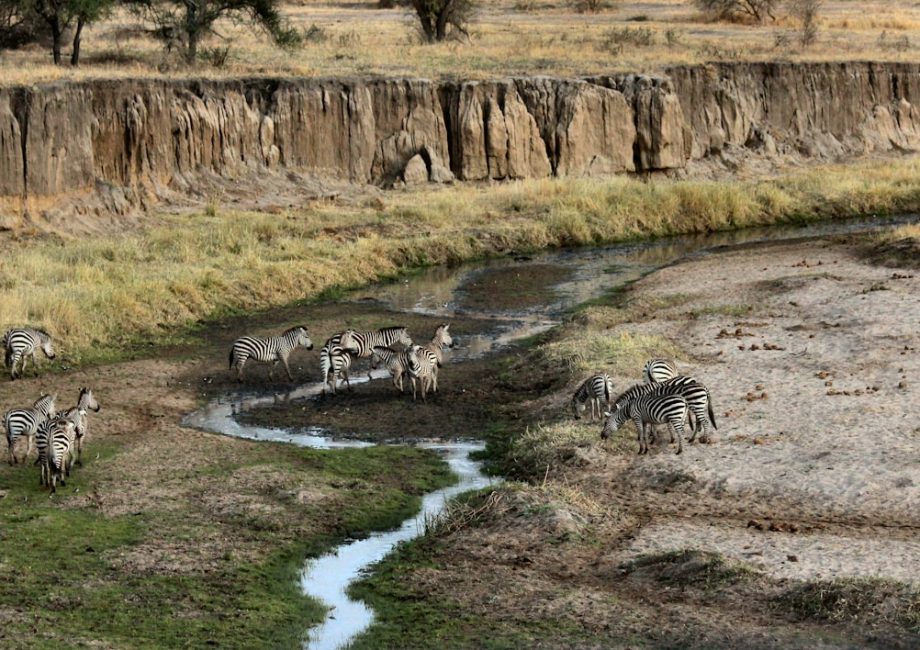 zebra near mountains